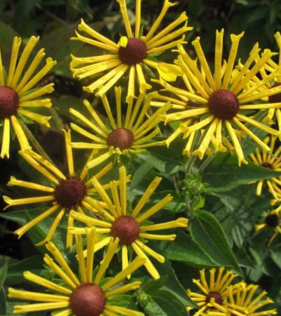 Sweet Black-Eyed Susan Henry Eilers